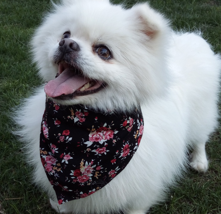 Adjustable Triangle Doggy Bandana
